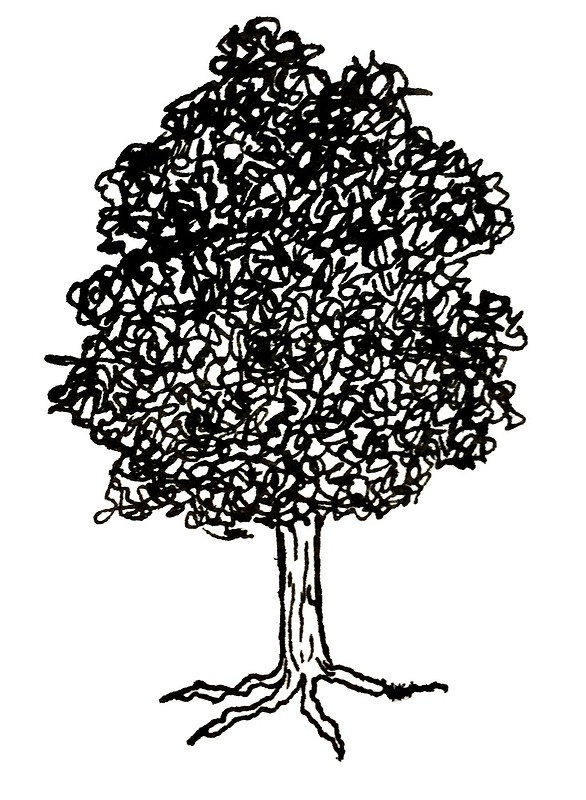 586x800 Hand Drawn Oak Tree