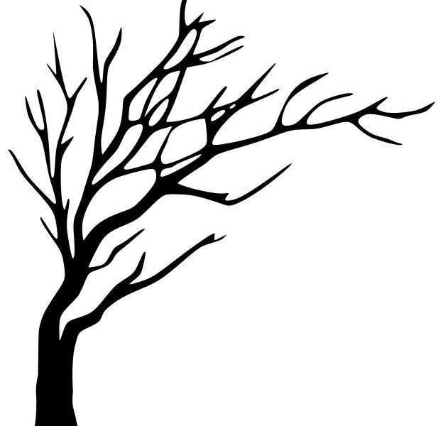624x600 Tree Line Art White Oak Tree Drawing Clipart Free Clip Art Images