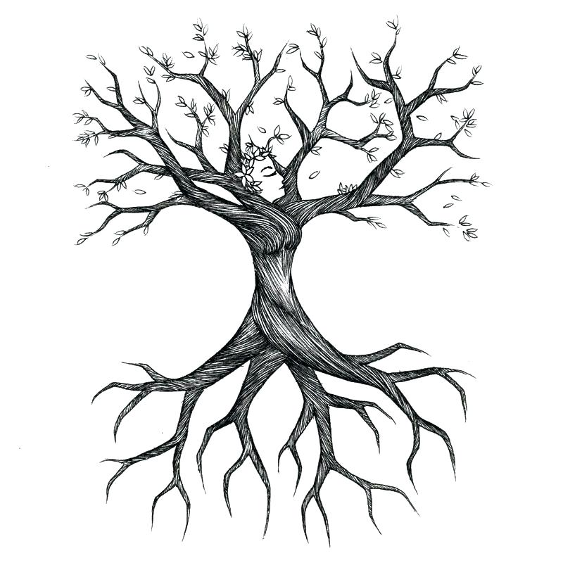 800x800 Sketch Of Tree With Branches