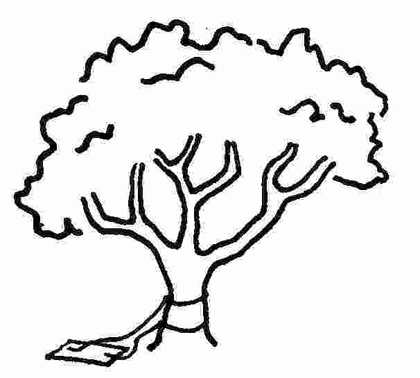 606x545 Draw An Oak Tree Running