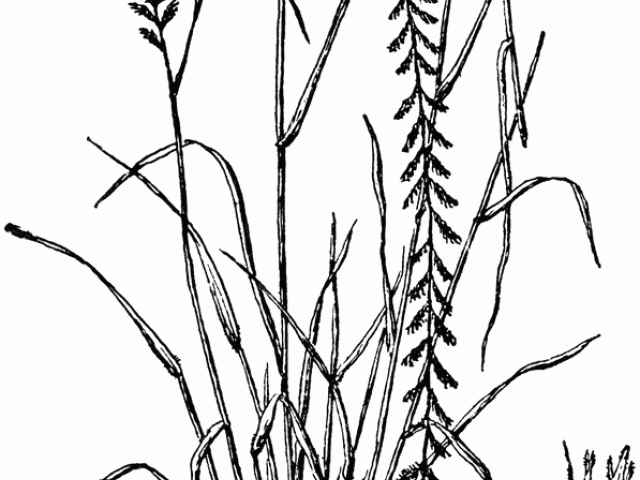 640x480 Free Oat Clipart, Download Free Clip Art