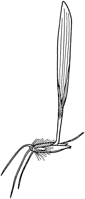 275x640 wild oats seedling clipart etc