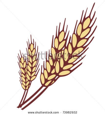 431x470 collection of free wheat drawing oats download on ui ex