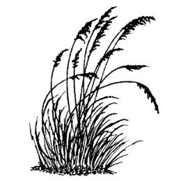260x260 download sea oats clipart borders and frames clip art art