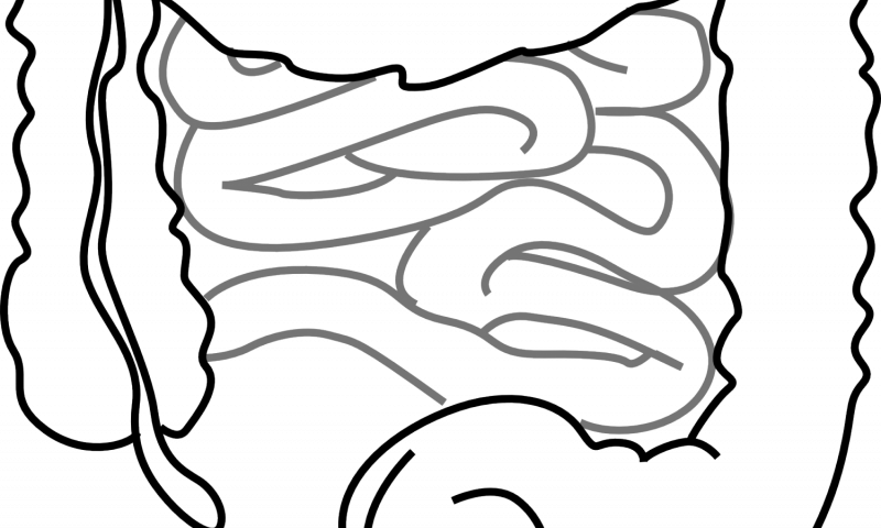 800x480 gut fungi could play a role in obesity epidemic