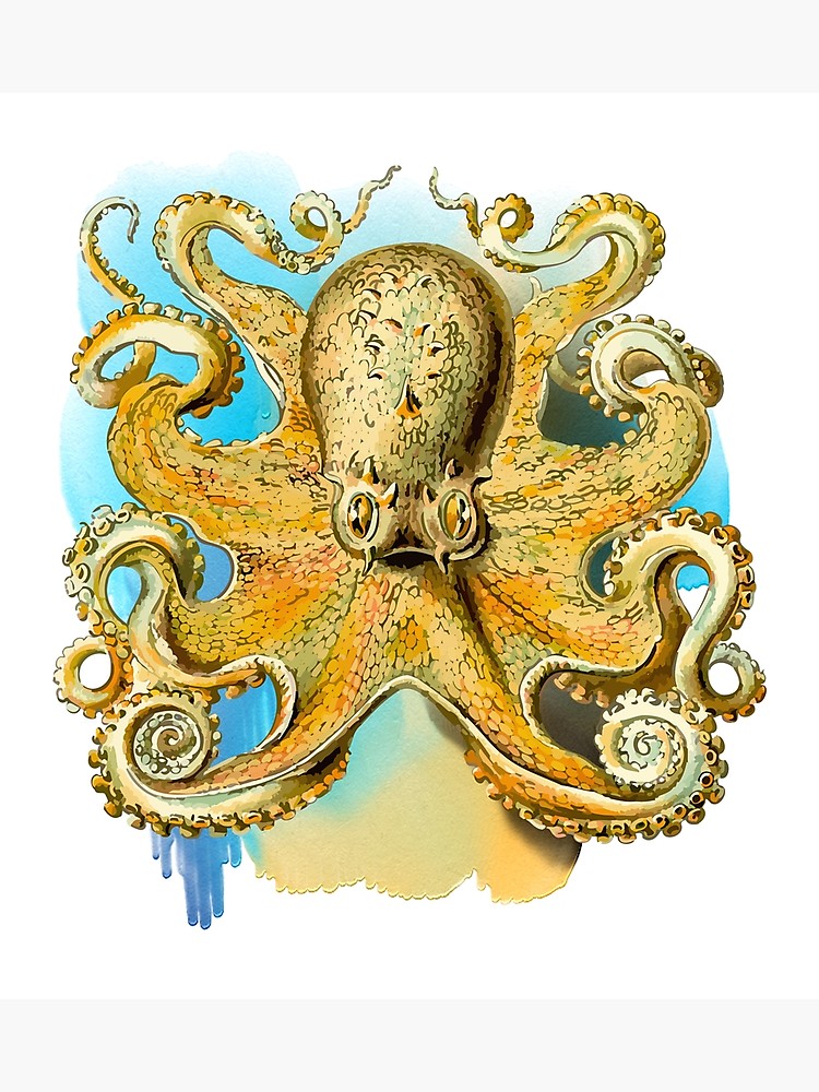 750x1000 Cool Octopus