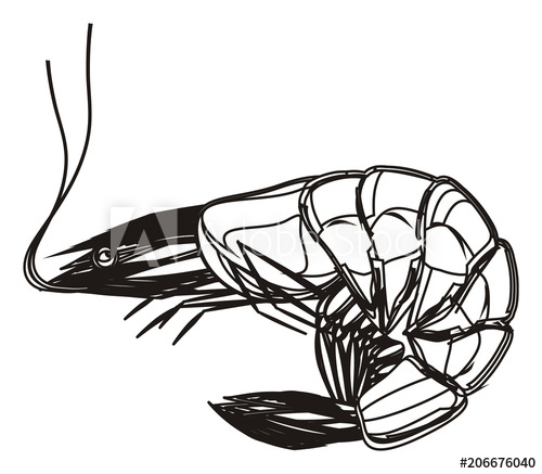 500x437 Shrimp, Clam, Meat, Food, Sea Food, Underwater, Ocean, Sea