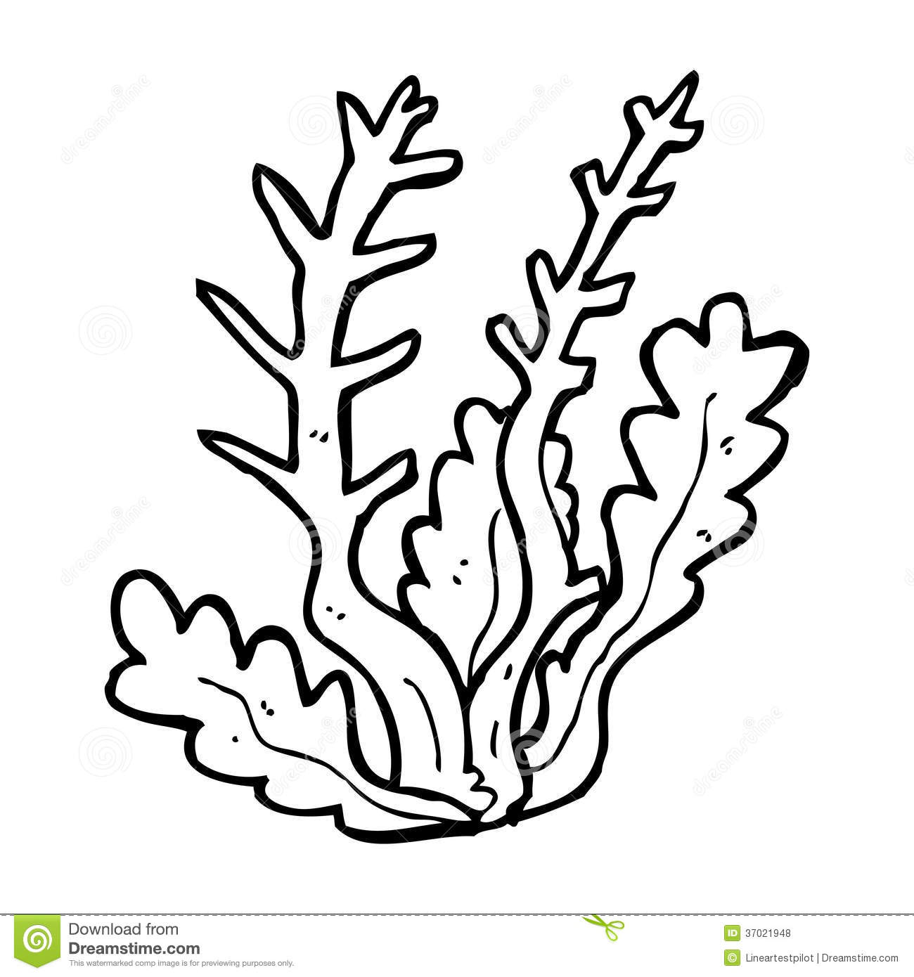 1300x1390 Kelp Drawing Sea Plant For Free Download
