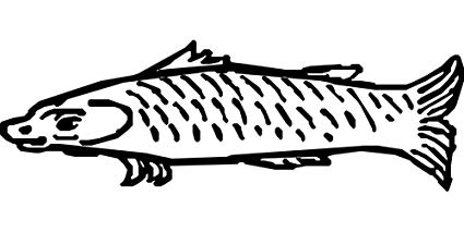 425x213 Laminated Inches Poster Fish Aquatic Animals