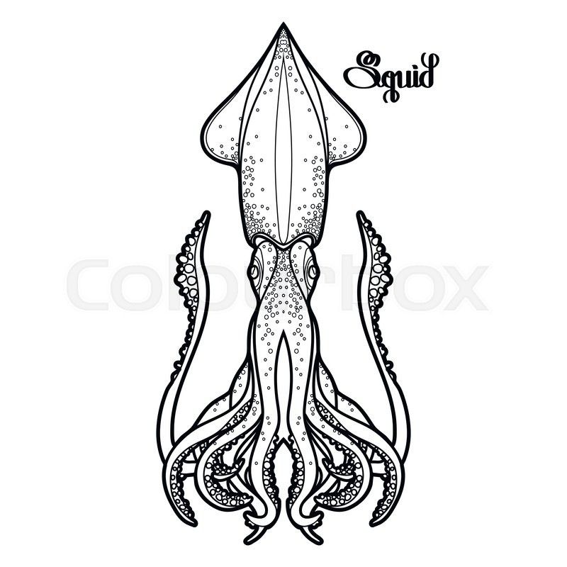 800x800 Stock Vector Of 'graphic Vector Squid Drawn In Line Art Style Sea