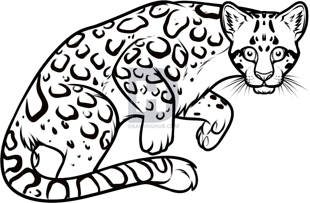 986x645 How To Draw An Ocelot, Step