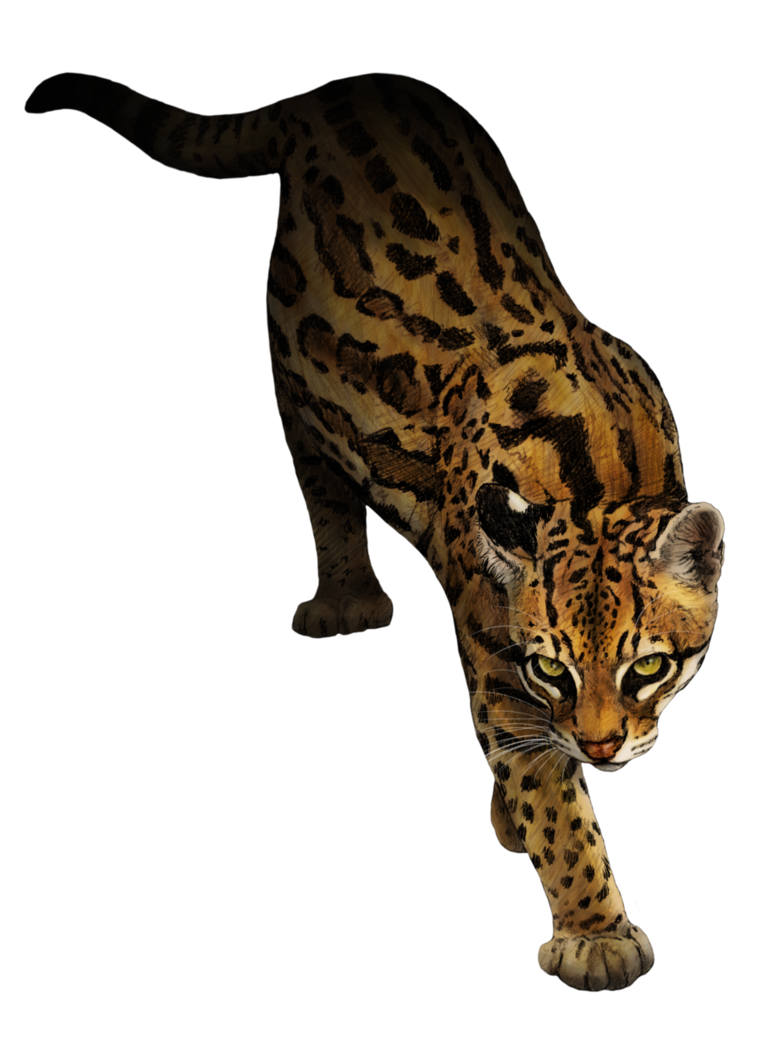 762x1048 collection of free cougar drawing ocelot download on ui ex