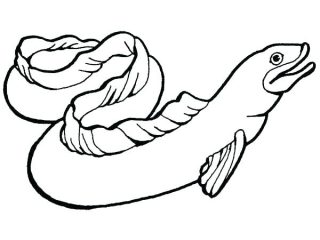 320x240 Eel Coloring