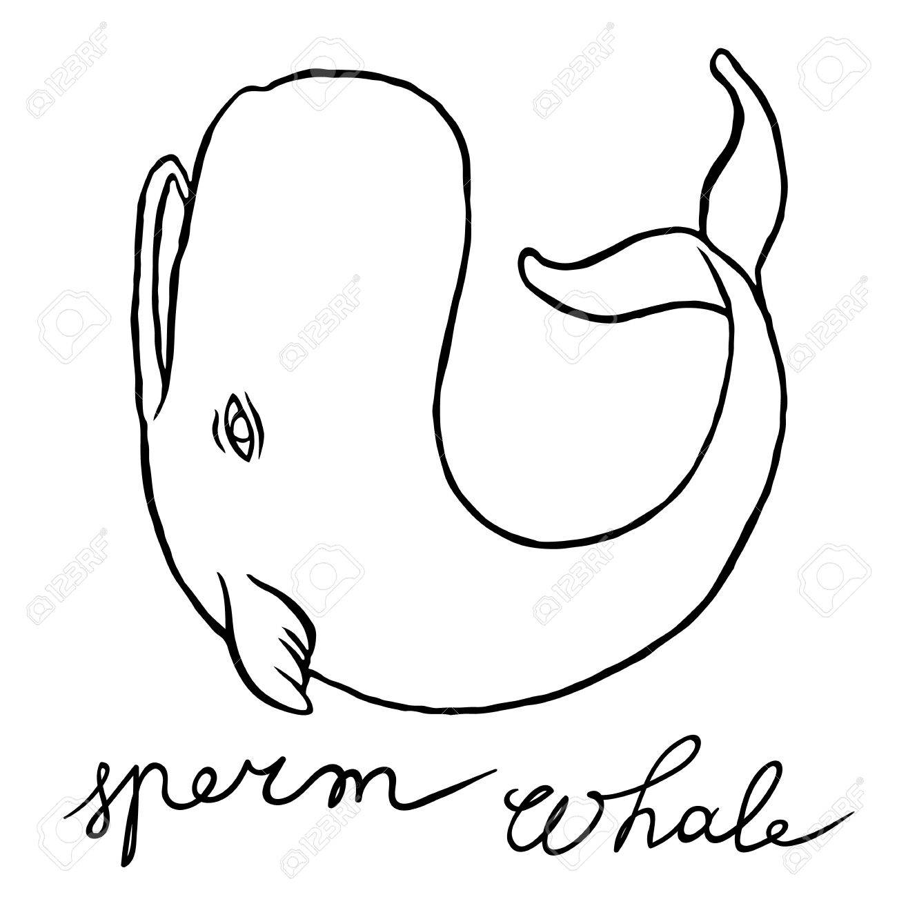 1300x1300 Sperm Whale Clipart Octonauts