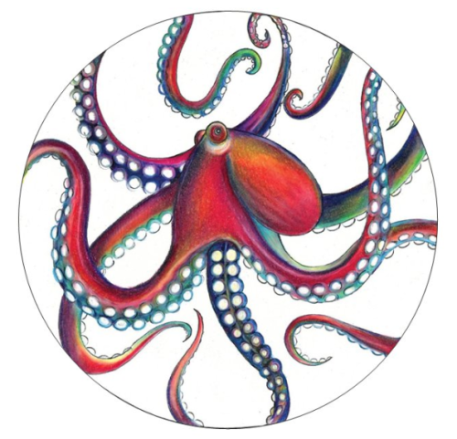 500x481 Octopus Drawing Tumblr