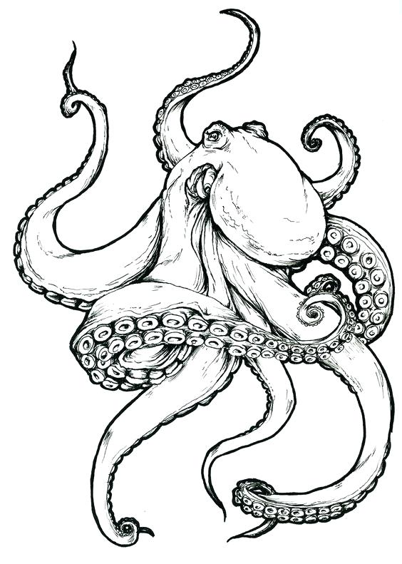 564x791 Easy To Draw Octopus Bonanza Octopus Drawing For Kids How To Draw