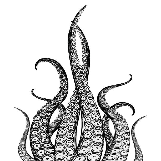 612x612 Octopus Clipart Octopus Drawing