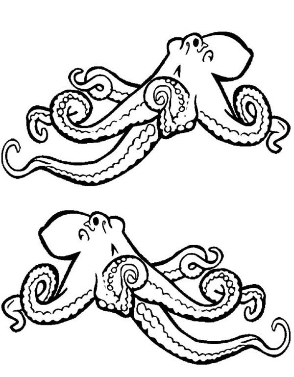 600x769 Octopus Drawing Black And White