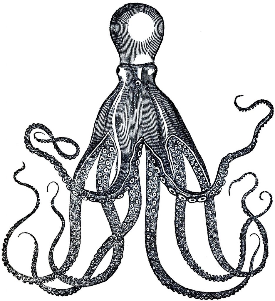 936x1024 Octopus Drawings Refrence How To Draw An Octopus For Kids Kids Can