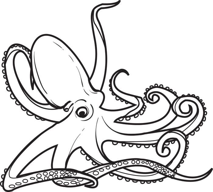 700x632 Octopus Coloring Page