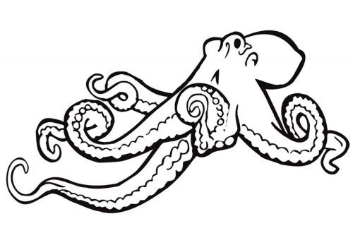 500x354 Octopus Outline Drawing Octopus Outline Thenagaindesign Jt Coloring
