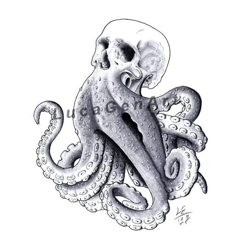 794x794 Realistic Octopus Drawing