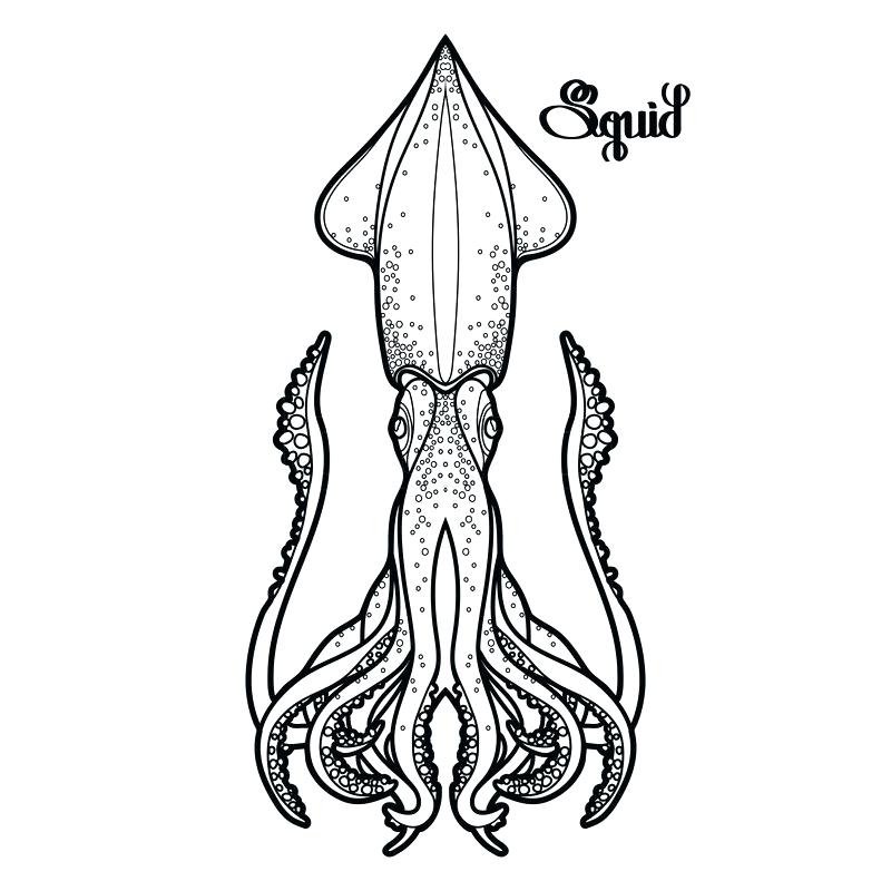 800x800 Drawing Of A Squid Squid Octopus Vector Drawing Doodle Cutest