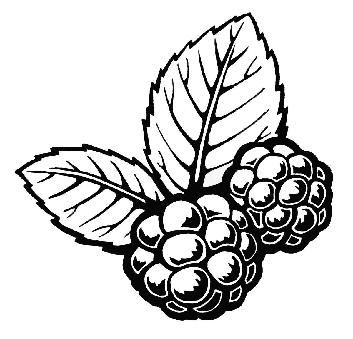 1200x1154 Octopus Ink Blackberries