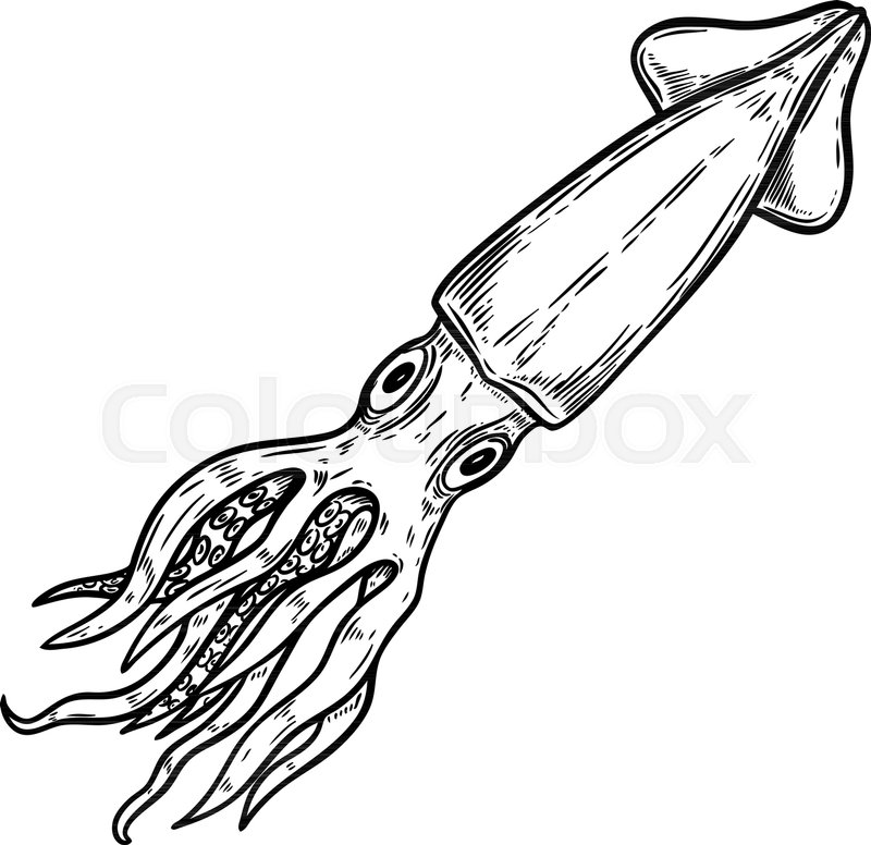 800x776 Squid Illustration On White Stock Vector Colourbox
