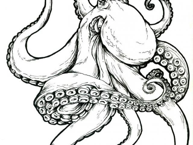 Octopus Line Drawing | Free download on ClipArtMag