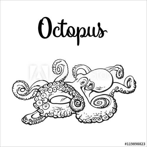 500x500 Live Octopus, Sketch Style Vector Illustration Isolated On White