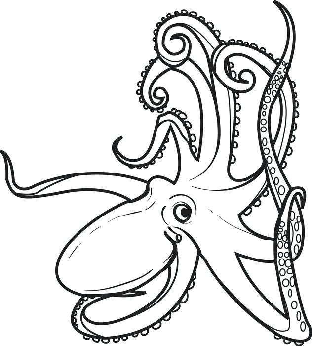 Octopus Line Drawing | Free download on ClipArtMag