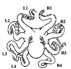 247x243 Octopus Arms References Download Scientific Diagram
