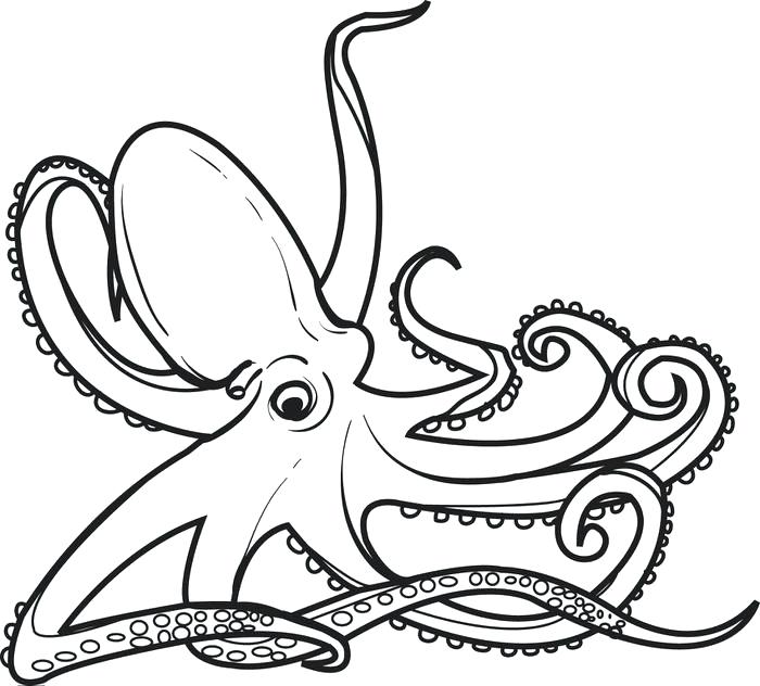 700x632 Octopus Coloring Octopus Coloring
