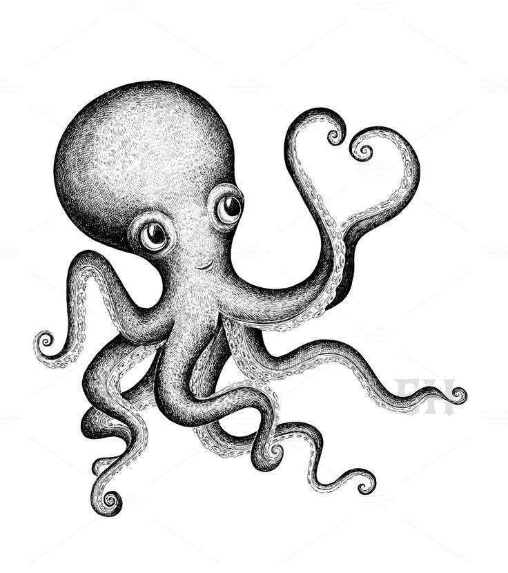 736x830 Realistic Octopus Coloring