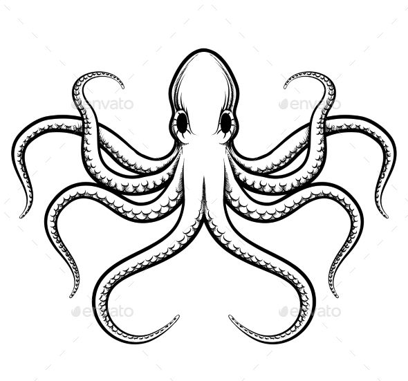 590x551 Octopus Illustration Draw Until Your Fingers Hurt Dibujos