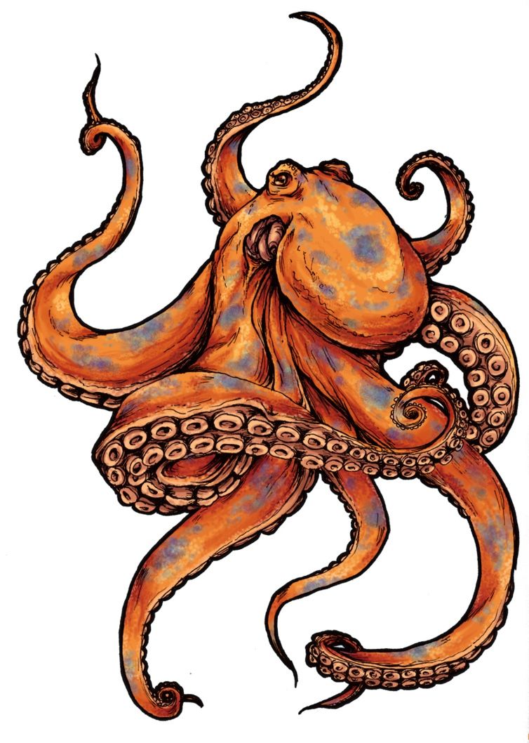 754x1058 Drawing Stufftattoo Stuff Octopus