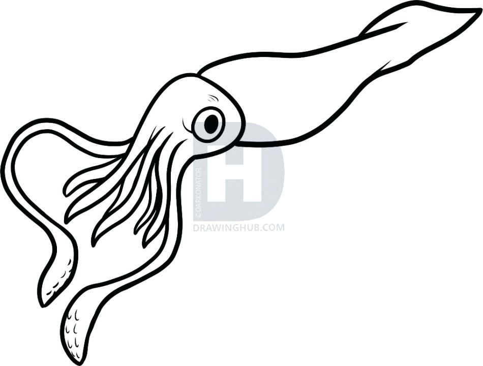 950x720 drawing of a squid draw squid squid drawing cute zupa