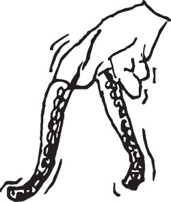 250x296 octopus finger tentacles