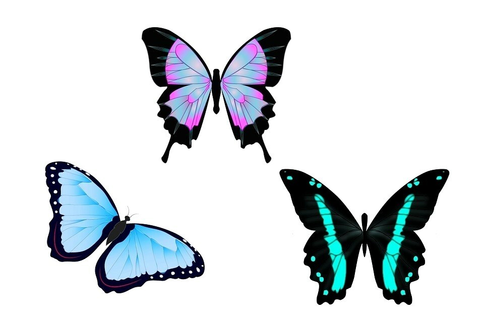 960x637 Simple Butterfly Drawings With Color