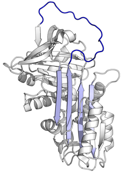 250x354 Alpha Antitrypsin