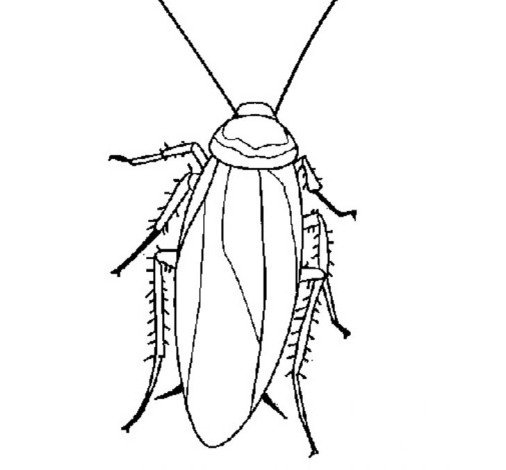 728x677 Cockroach Drawing Cartoon Outline And Easy Oggy Head Carmi Chaelinn