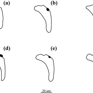 320x320 Burk A Dehority's Research Works The Ohio State University, Oh