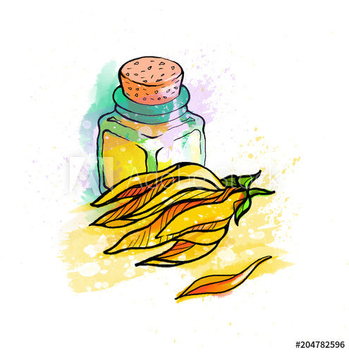 495x500 Hand Drawing Illustration, Colorful Bright Essential Aromatic