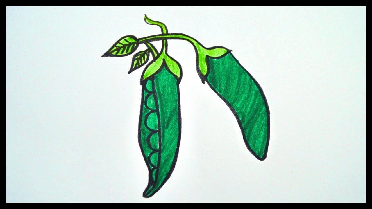 1280x720 How To Draw Peas Drawing And Coloring For Kids Kids Drawing
