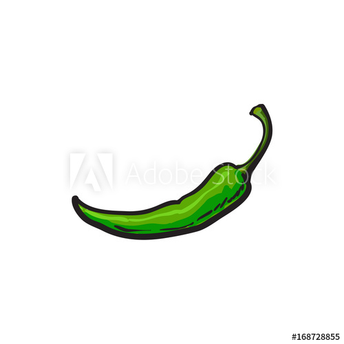 500x500 Single Fresh Whole Ripe Green Chili Pepper, Sketch Style Vector