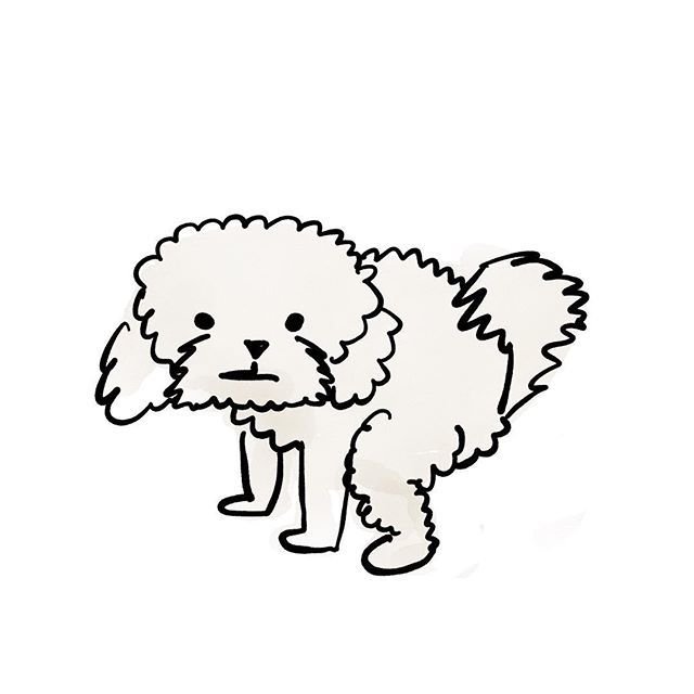 640x640 dog wat i saw on twitter fancy boy making a dirty shame