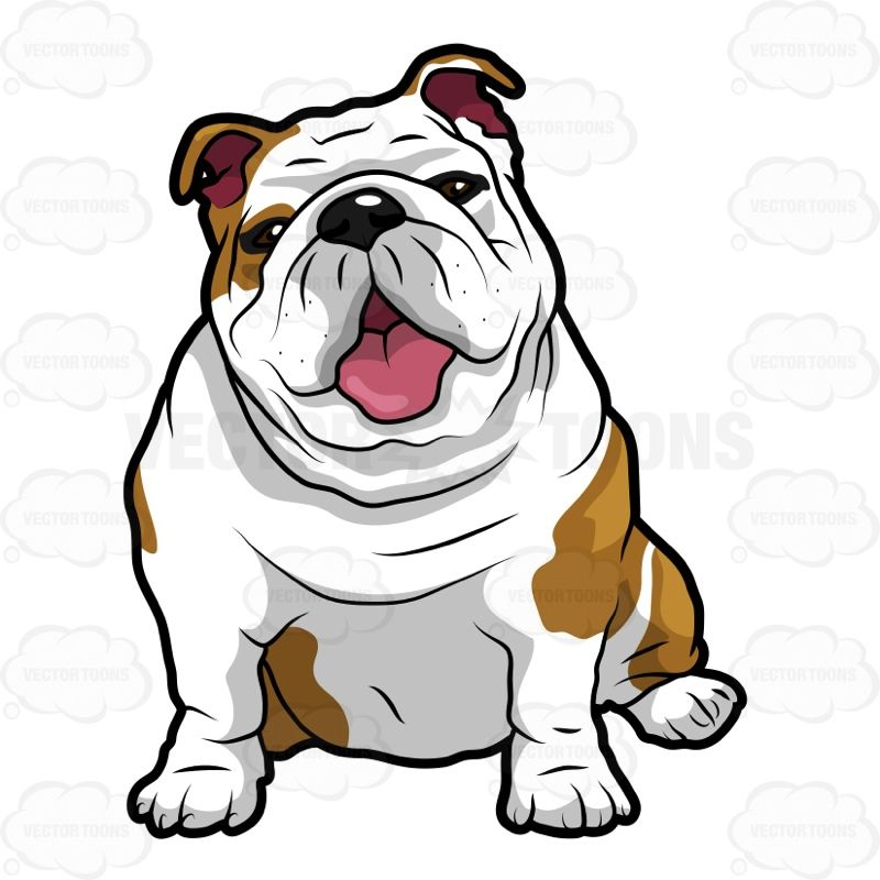 800x800 Bulldogs
