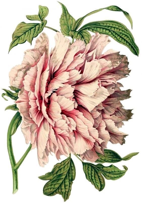 564x857 Old Fashioned Peony Blank Note Card Handmade Victorian Edwardian