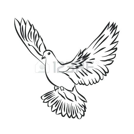 450x450 Dove Drawings Dove Drawing Dove Drawings Easy
